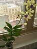 How to care for Dendrobium Woon Leng red lip-img_20191008_124433880-jpg