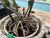 brittle roots in a dendrobium nobile-img_20191008_204427-jpg