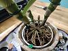 brittle roots in a dendrobium nobile-img_20191008_204417-jpg