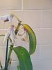 dendrobium nobile with yellowing leaf and black spots-72671787_377643409782300_1103624385379434496_n-jpg