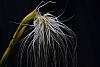 Bulbophyllum medusae-dsc_0064-jpg