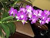 Dendrobium Phal in Bloom with Multiple Spikes! (Pics)-a977beaa-a660-437c-8384-95303bbe0a29-jpg