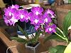 Dendrobium Phal in Bloom with Multiple Spikes! (Pics)-10664053-3359-46ef-989e-3d58d1c921e2-jpg