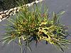Can I encourage Maxillaria tenuifolia to grow from the base?-max-tenuifolia-jpg