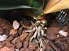 Phalaenopsis Root Fungal Growth-img_0196-jpg