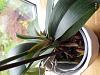 Help! Is this a keiki? Phalaenopsis with one basal keiki, now growing strange leaves-img_20191016_115424-jpg