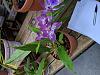 Help identifying a purple fragrant orchid-img_20191017_092117-jpg