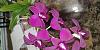 What kind of orchid?-20191019_083237-jpg