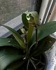 Unrecognized growth on phalaenopsis flower spike-20191024_183312-jpg