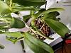 HELP! Cattleya Leaves are wrinkling and shriveling but growing healthy new roots.???-20190929_145544-jpg