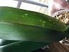Yellow spots, lesions, bumps on phalaenopsis--pests or edema or something else?-img_9034-jpg