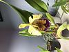 Cattleya Dowiana in bloom-img_7082-jpg