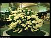 What is the largest Dendrobium species?-den-speciosum-don-brown-jpg