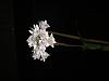 Neobenthamia gracilis. In bloom. Pom Pom orchid :)-ad48f736-6661-4c1f-b981-257da1df51dc-jpg