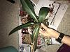 Looking for Help with my Phalaenopsis Orchid-59ac79c7-ab4b-4861-8834-7ac80ef073db-jpg