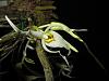 Dendrobium amboinense-dendambo11194-jpg
