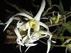 Dendrobium amboinense-dendambo11195-jpg