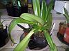 My first orchid!!-watering-setup2-jpg