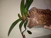 Phal with keiki's after crown rot recovering?-20191105_164839-jpg