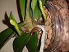 Phal with keiki's after crown rot recovering?-20191105_164844-jpg