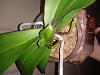 Phal with keiki's after crown rot recovering?-20191105_164952-jpg