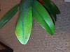 Cattleya orchid Brown on edges of the leaf.-img_20191108_180401-jpg