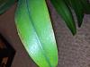 Cattleya orchid Brown on edges of the leaf.-img_20191108_180419-jpg