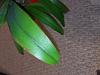 Cattleya orchid Brown on edges of the leaf.-img_20191108_180437-jpg
