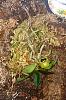 Haerella retrocalla flowering question-20191107_065607-jpg