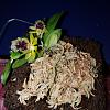 Beginning a micro/mini orchid collection-20191105_185825-jpg