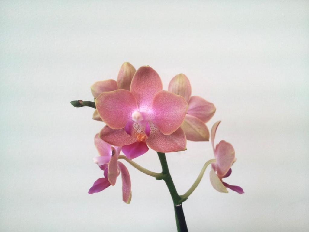 My first Phalaenopsis-phalaenopsis1-jpg