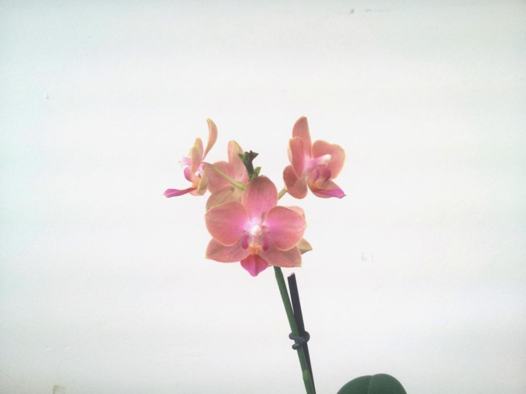 My first Phalaenopsis-phalaenopsis3-jpg