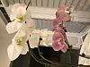 Help with First Orchid-img_7282-jpg