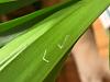 Tiny round white bugs, seed-husk looking things, dried streaks on oncidium leaves-img_8435-jpg