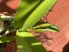 Possible Cattleya Alliance ID Please/Bud Watch-img_3047-1-jpg