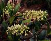 Specimen orchids? Lets see your biggest-730p_den-speciosum-var-speciosum-jpg