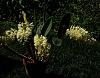 Specimen orchids? Lets see your biggest-2000p_den-speciosum-var-grandiflorum-jpg