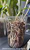 Will My Semi-Hydro Orchids Grow Just As Well As Those In Traditional Media?-f3817455-948e-4f0e-9ae8-88c42d40add2-jpg
