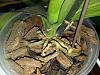 Can roots develop at the base of a phalenopsis flower spike?-1574702082957-1177439960-jpg