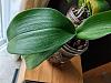 SH test appears to be failing with two phals?-phal-1-leaves-jpg