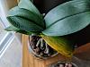 SH test appears to be failing with two phals?-phal-2-leaves-jpg