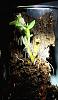 Dendrobium trantuanii keiki-when to remove-fb_img_1575056166520-jpg