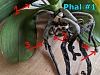 SH test appears to be failing with two phals?-phal-1-root-status-2019-12-01-jpg
