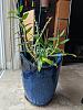multiple orchids in one pot, one has mealy bugs-picture-pot-jpg