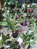 Relatively light watering of roots-catasetum-growth-jpg