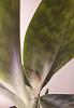 Paphiopedilum with brown patches-20191214_233026-jpg