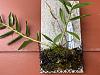 Dendrobium fanjingshanense x sib-img_3115-1-jpg