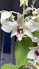 Dendrobium Roy Tokunaga Blooms!-79194f03-e31d-492f-ab5a-f8dc5c0a46f8-jpg