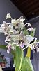 Dendrobium Roy Tokunaga Blooms!-f9e874d1-057c-4a1f-8e0d-c63647dbd891-jpg