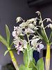 Dendrobium Roy Tokunaga Blooms!-b9cbf22b-74f5-4182-a175-b542493d66a6-jpg
